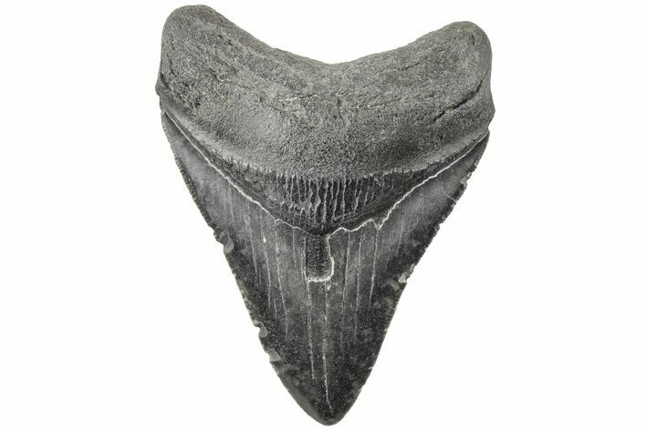 Serrated, Fossil Megalodon Tooth - South Carolina #203100